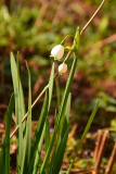 Leucojum