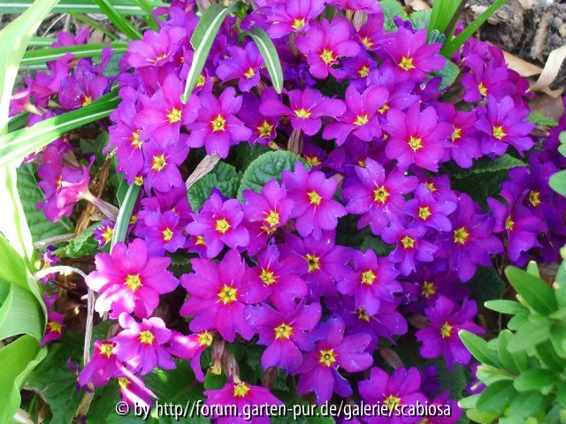 Kissenprimel, Name?