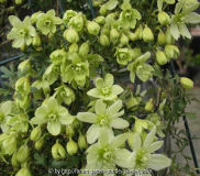 Clematis 'Pixie'