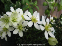 Clematis marmoraria