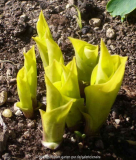 Hosta-FireIsland_14-1.jpg