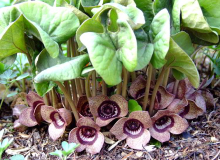 Asarum spec.