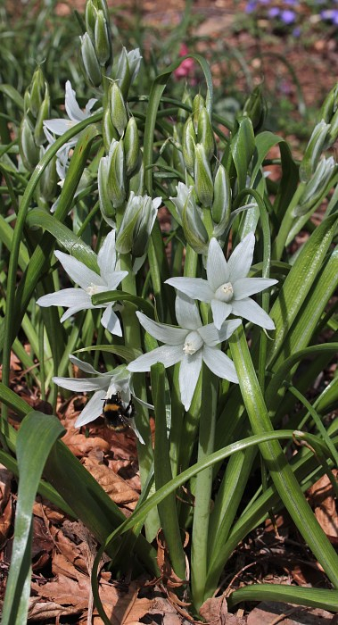 Ornithogalum nutans