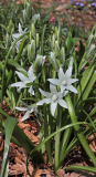 Ornithogalum nutans