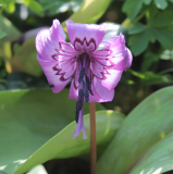 Erythronium japonicum
