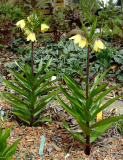 Fritillaria raddeana