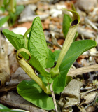 Aristolochia lutea