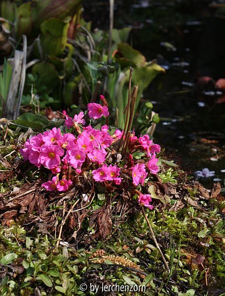 Primula rosea