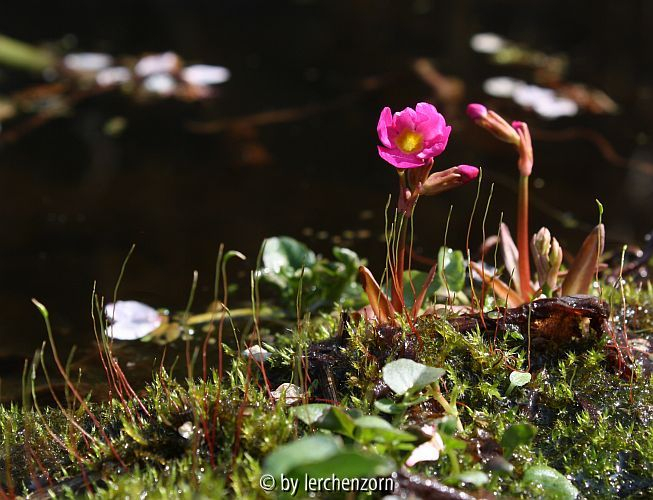 Primula rosea