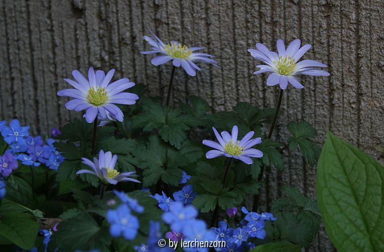 Anemone blanda gekreuzt