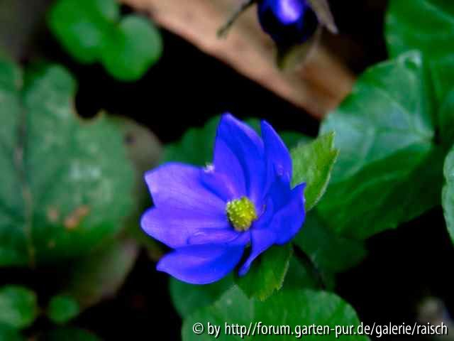 Hepatica x media ???