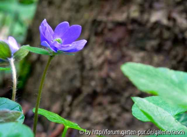 Hepatica media ???