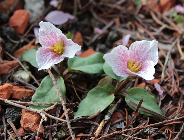 Trillium rivale 'Purple Heart'