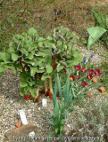 Tulipa - Persian Pearl