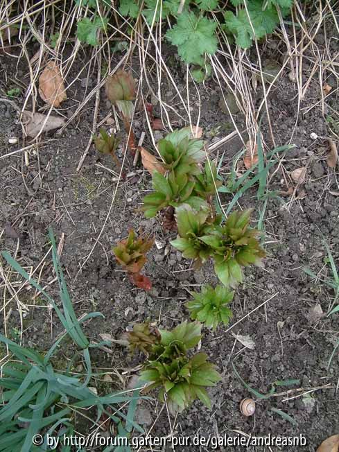 Paeonia-peregrina_Joschko_B_1-April2014
