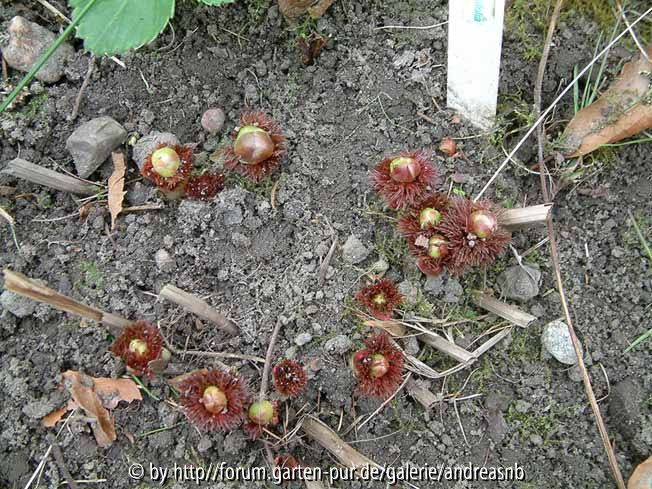 Paeonia-tenuifolia_Haendel_1-April2014