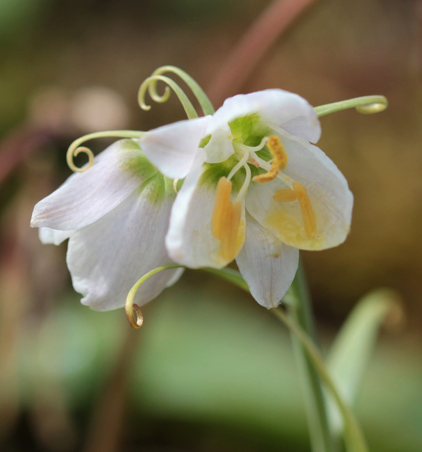 Fritillaria yuminensis