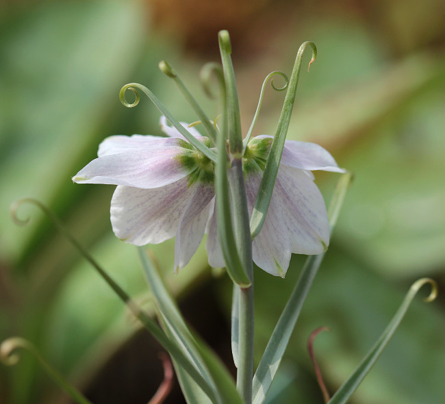 Fritillaria yuminensis