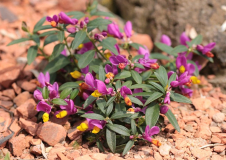 Polygala chamaebuxus var. grandiflora