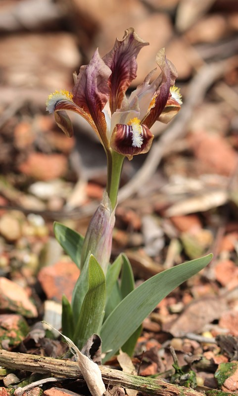 Iris scariosa