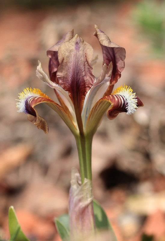 Iris scariosa