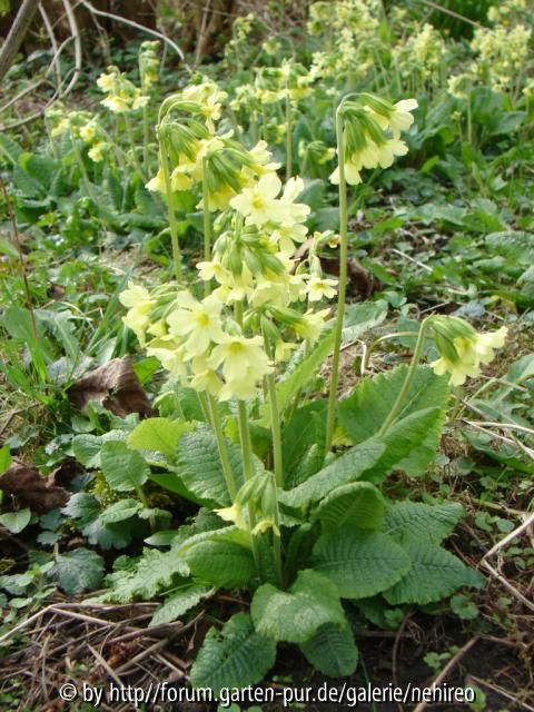 Schlüsselblume