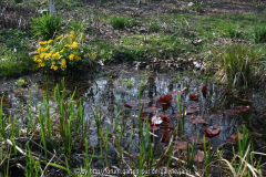 teich_april