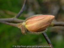 Magnolia-lennei_Saemling-gefuellt_April2