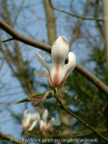 Magnolia-biondii_April2014