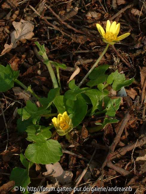 Scharbockskraut_Grandiflora