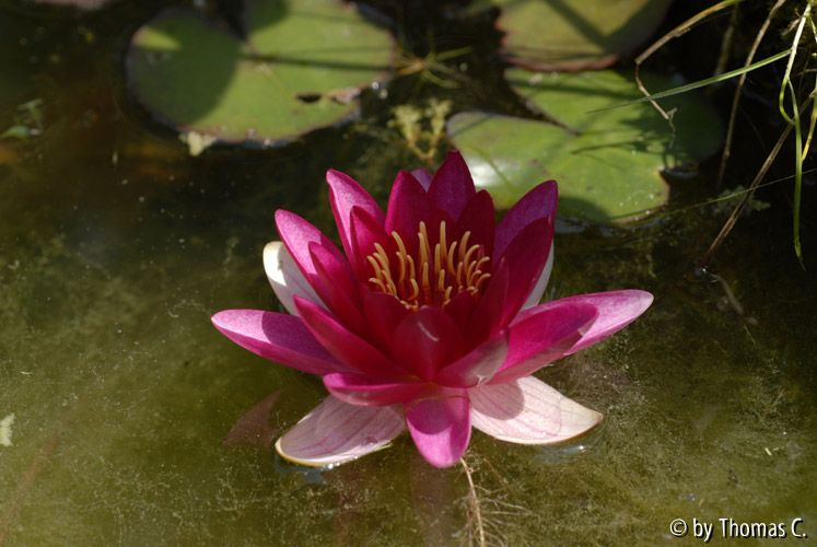 Seerose 60 mm ganz