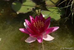 Seerose 60 mm ganz