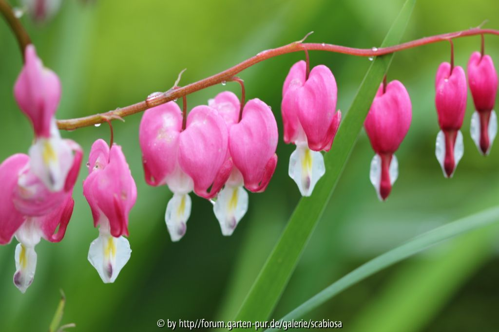 Dicentra spec.