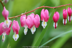 Dicentra spec.