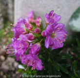 Phylliopsis 'Askival'