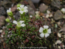 Diapensia lapponica II