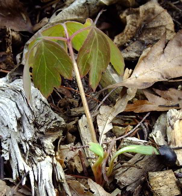 Paeonia rockii Absaat