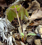 Paeonia rockii Absaat