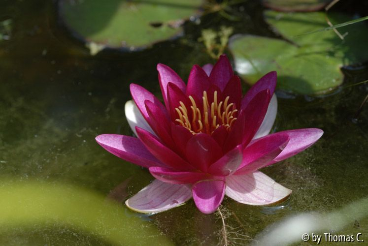 Seerose 105 mm ganz