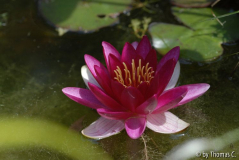 Seerose 105 mm ganz