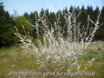 Schlehe in Blüte im März 2014