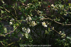 Chaenomeles1