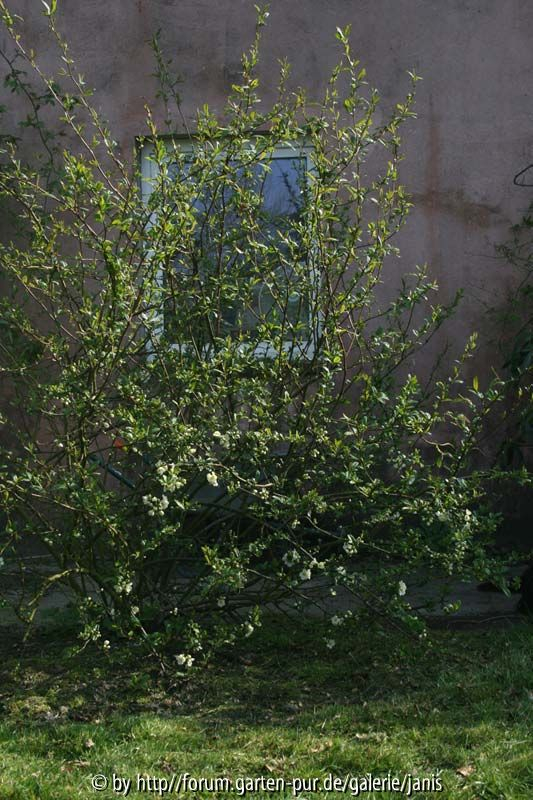 Chaenomeles2