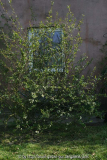 Chaenomeles2