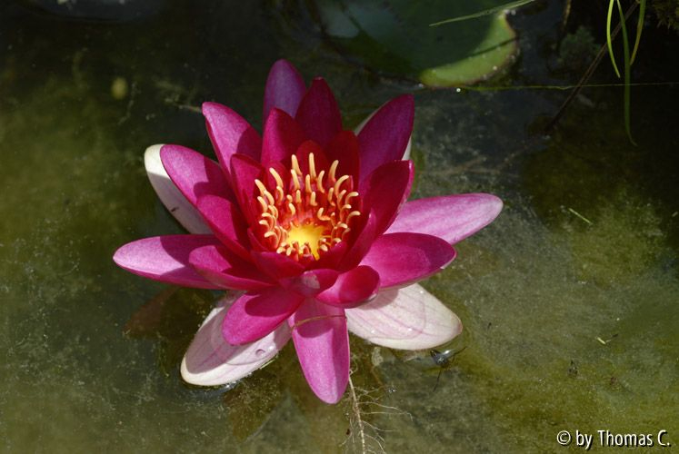 Seerose 300 mm ganz