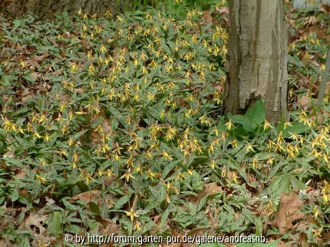Erythronium americanum - Blüten