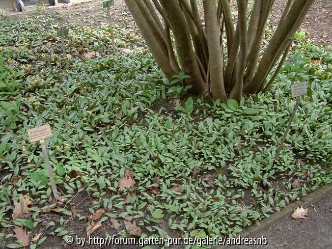 Erythronium americanum / Bärlauch
