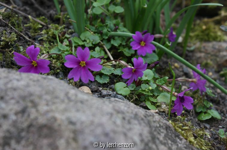 Primula juliae