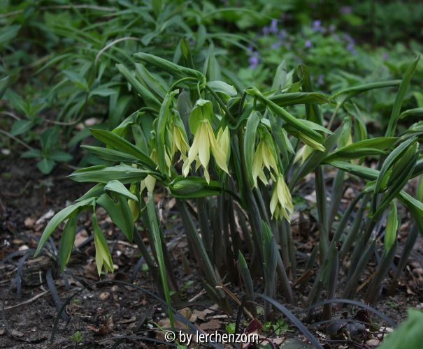 Uvularia spec. (sehr wahrscheinlich nicht perfoliata)