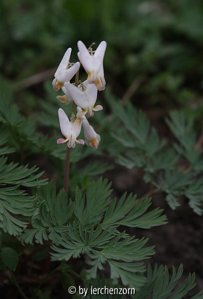 Dicentra cucullaria